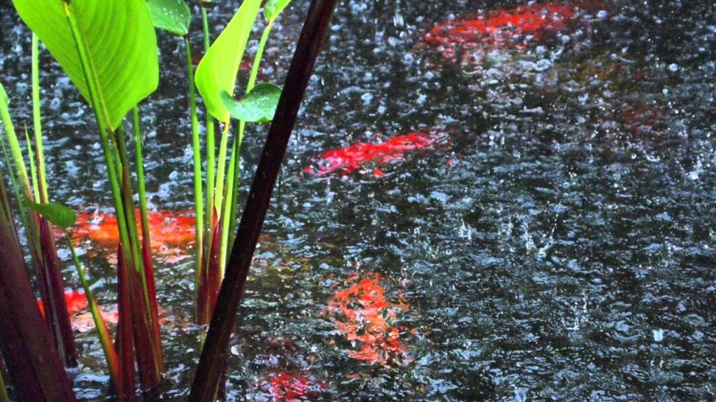On Koi Pond Removal